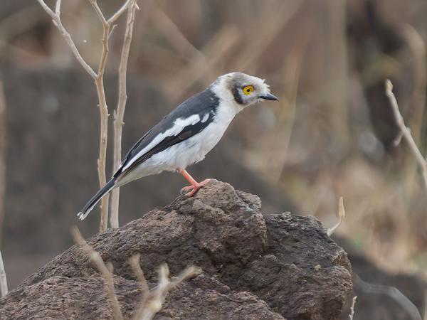 <h3><a href="/trips/tanzania/biota/animalia/chordata/aves/040 passeriformes/035 prionopidae/prionops plumatus/prionops plumatus-nl.html">Prionops&nbsp;plumatus</a> / White‑crested&nbsp;helmetshrike / Helmklauwier</h3>OM-1 Mark II met OLYMPUS M.150-400mm F4.5 TC, 1/2000 sec  bij F5.6, ISO 5000, afstand 30.0&nbsp;m